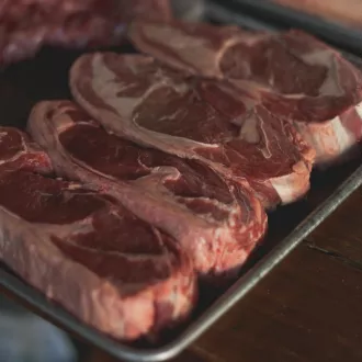 Carnivore nutrition course huelva