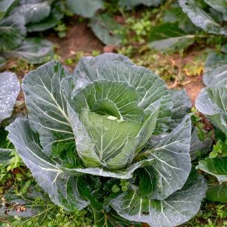 Strategies successful transition vegetarian diet - nutrition vegetarian