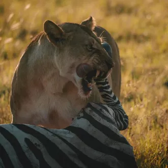 Introduction carnivorous diet must know - nutrition carnivore