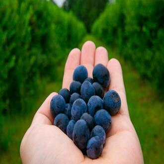 How can i stay up to date in the field of holistic nutrition?